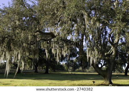 A beautiful southern oak tree covered with spanish moss