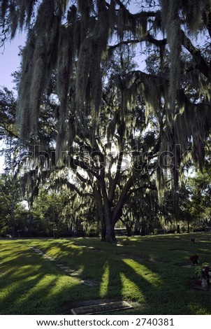 A beautiful southern oak tree covered with spanish moss at sunrise