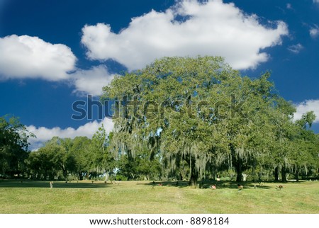 A great southern oak tree with spanish moss and beautiful blue sky