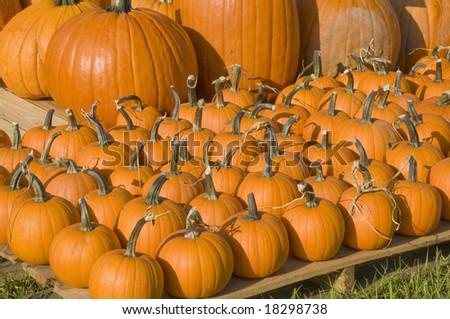 Pumpkin patch with a variety of pumpkins gourds and squash in different sizes and colors