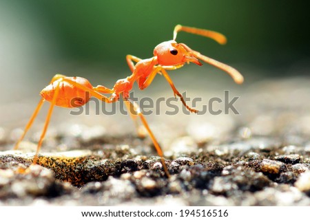 Red weaver ants share the food with the other