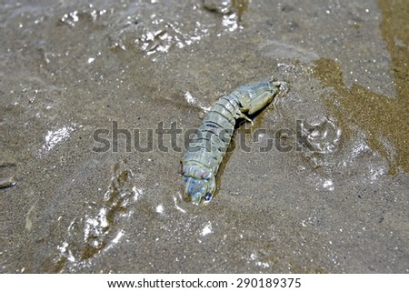mantis shrimp on Dutch beach at Don Hoi Lot,Samut Songkhram Province,Thailand