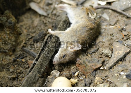 dead rat are eaten by ants