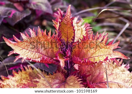 An example of a fancy leaf coleus, a shade garden favorite.