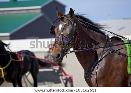 Horses in harness racing around the track.