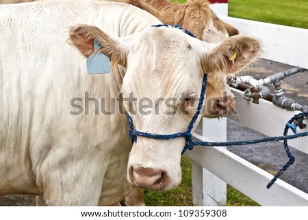 Cross bred beef animal, charolais and limousin at an agricultural fair.