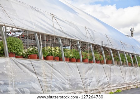 Commercial greenhouse with venting and a crop of fall mums.
