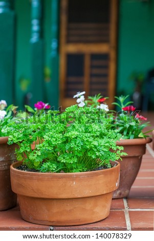 A terracotta pot full of the herb parsley nestled among some pots of flowers on a home patio.