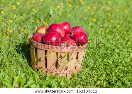 Freshly picked apples in a half bushel basket.