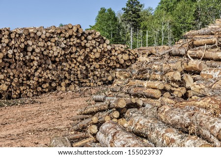 Stacks of logs in a lumber camp.
