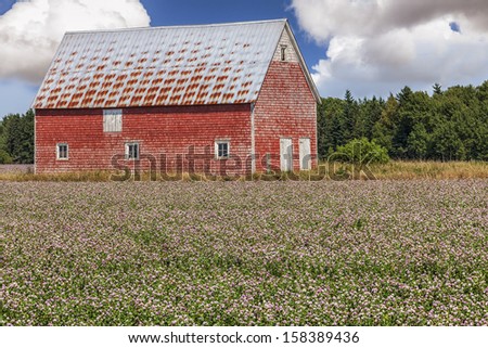 Field of clover and an old red barn in rural Prince Edward Island, Canada.
