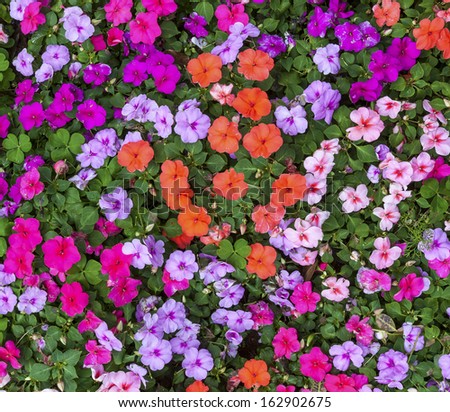 Multicolored impatiens plants blooming profusely in a summer flower garden.