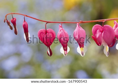 Bleeding heart flowers (Dicentra spectabils) in the home garden.