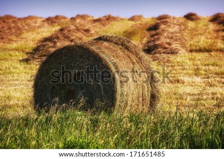 Hay bales on the field after harvest ina soft evening light.