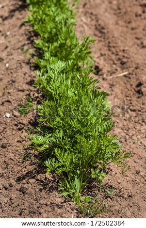 Young carrot plants in the home garden or on the farm.