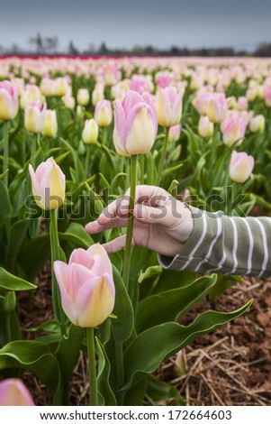 Rows of colorful spring tulips with an individual holding a single pink tulip.