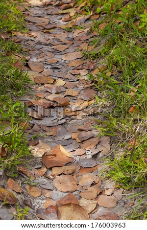A path lined with with dried brown sea grape leaves in the tropical climes of Bermuda.