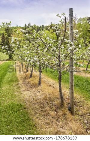 Young blooming trees in an apple orchard staked and trained on wires.