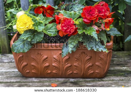 A terracotta planter filled with colorful \'Nonstop\' Begonias on a wooden deck.