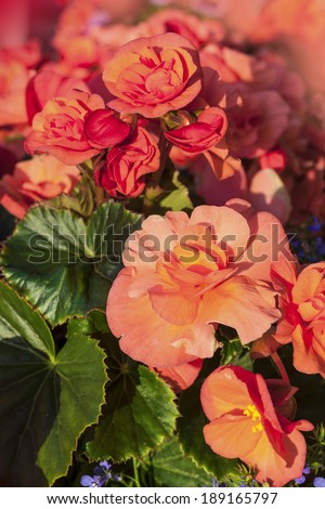 A variety of  begonias with abundant orange flowers grown in planters and window boxes.