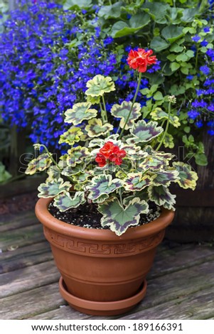 Variegated leaf geranium growing in a clay pot on a home patio.