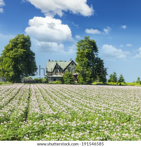 A farm field with rows of flowering potatoes in rural Prince Edward Island, Canada.