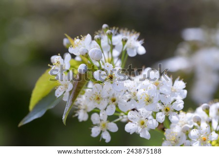 Prunus pensylvanica  or the pin cherry is a small tree native to the  north eastern United States and much of Canada.