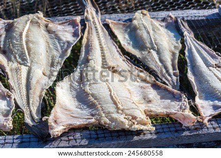 Split cod drying on a rack near Trinity, Newfoundland, Canada
