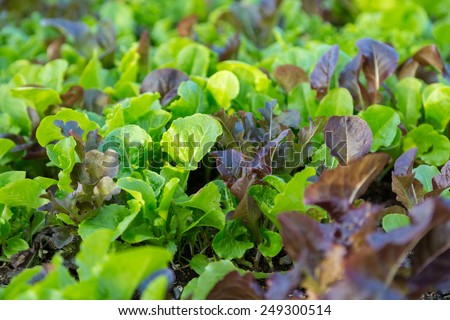 Multi colored leaf lettuce growing in the garden.