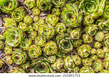 A background close up of garden sedum also known as hens and chicks.