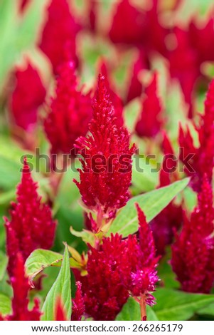 A plumed variety of garden celosia First Flame celosia or the botanical name \'Celosia argentea plumosa First Flame\'.