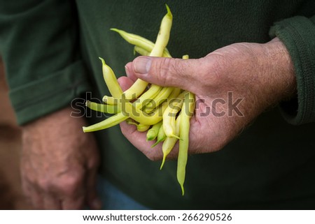 Man holding a handful of freshly picked yellow beans.
