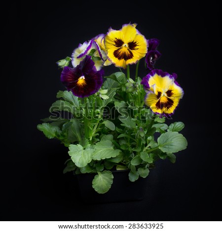 A small group of pansies grown in a black plastic pack and on a black background.