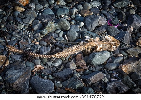 Cod fish skeleton on a rocky shore.