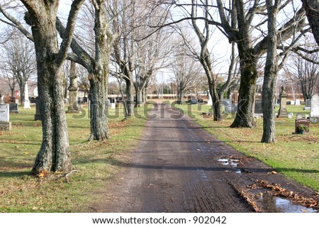 Leafless trees lining the road through the grave yard