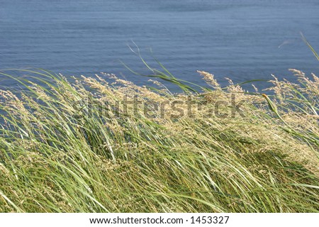 Wild sea oats blowing in the wind on a cliff overlooking the sea.