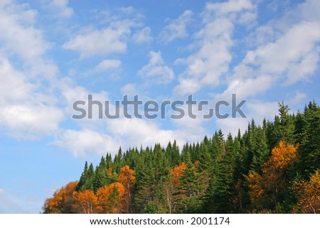 Colorful fall trees against a bright blue sky.