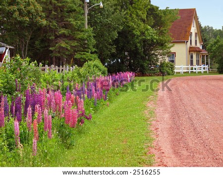 An older home at the end of a dirt lane lined with lupins.