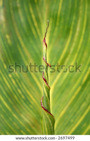 A new leaf of a canna not yet unfurled silhouetted against an open leaf.