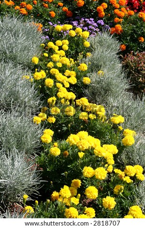 A geometrically planted flower beds with yellow marigolds as the focal point.