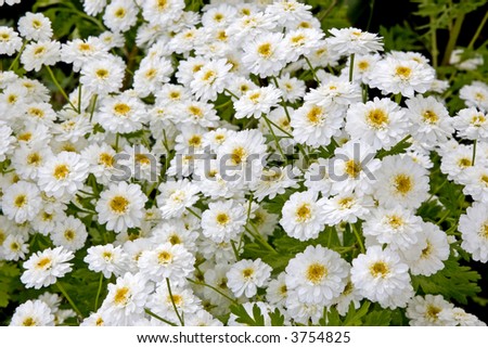 Feverfew or a herb also know as matricaria that is used as a home remedy for headaches.