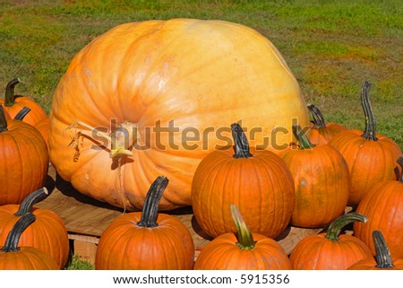 A giant pumpkin or squash surrounded by traditional pumpkins.