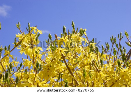 The early spring flowering shrub, forsythia, it\'s yellow blossoms against a brilliant blue sky.