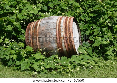An old wooden barrel sitting in the garden among some grape vines.