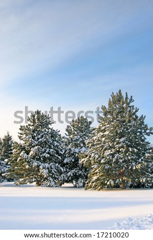 Pine trees covered with snow and ice under the late afternoon sun.