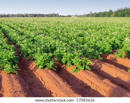 Potato Farm