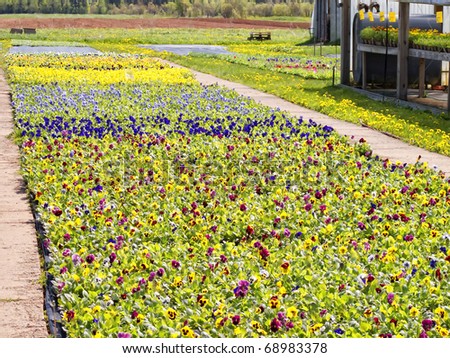 Masses of pansy bedding plants set outside at a plant nursery.