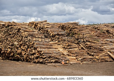 Piles of spruce logs waiting to be processed at a pulp and paper mill.