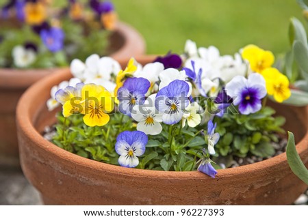 Small pansies or viola planted in clay pots in the springtime garden.