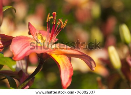 Asiatic Lily in the summer garden.